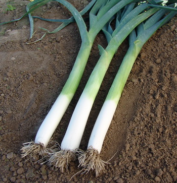 Leek